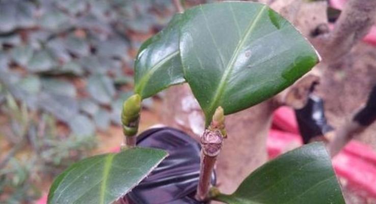 山茶花的全面养殖指南（培育美丽花海，关注细节成败）
