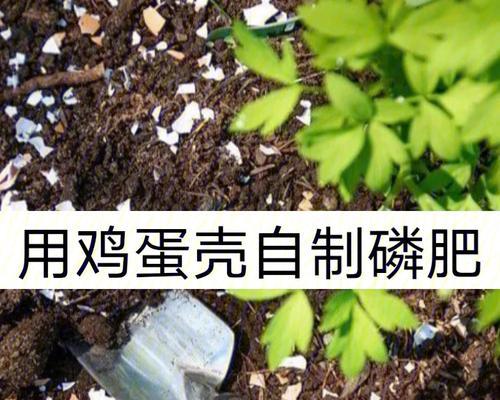 自制肥料方法，让你的植物健康成长（环保又经济，用自然之力滋养你的绿色生活）