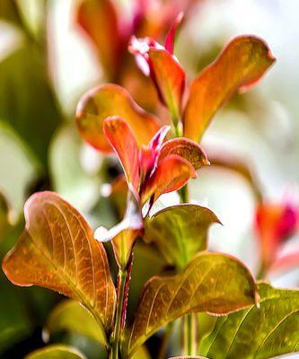 红叶石楠，生命的坚韧与美丽（感悟自然之美，品味坚持与希望）