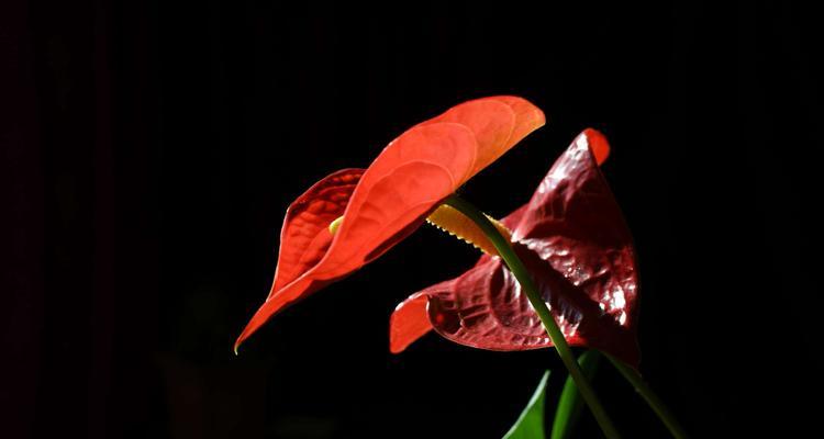 红掌花花语之美丽与祝福（掌握红掌花花语，传递爱与幸福）