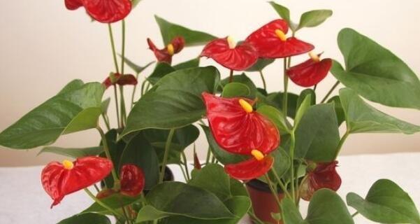 红掌花花语之美丽与祝福（掌握红掌花花语，传递爱与幸福）