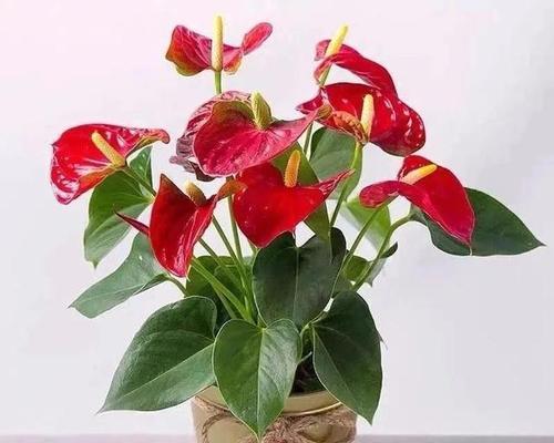 红掌花的花语与象征（探索红掌花的内涵和意义，揭示它在不同文化中的象征作用）