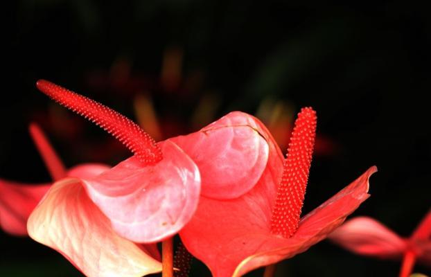 红掌花的花语与象征（探索红掌花的内涵和意义，揭示它在不同文化中的象征作用）