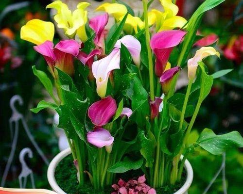 打造多彩花园的秘密——彩色马蹄莲的养护方法（美丽多姿的马蹄莲，如何让它在家中绽放？）