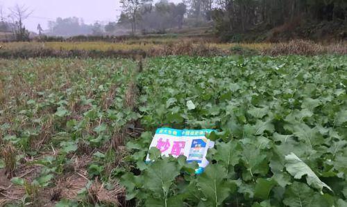 油菜越冬指南（注意事项详解，从种植到保养全程解析）