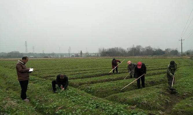 油菜越冬指南（注意事项详解，从种植到保养全程解析）