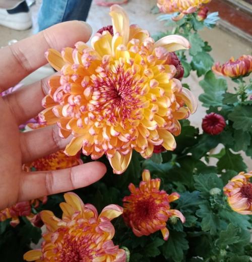 荷兰菊不开花的原因（揭秘荷兰菊为何有花苞却不开花）