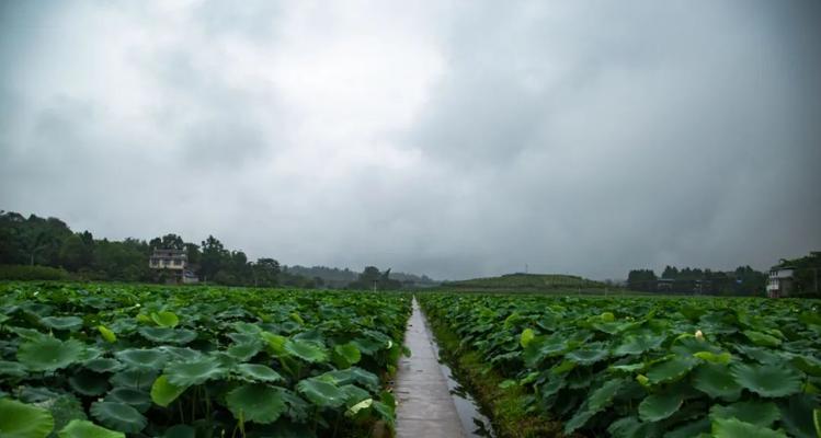 如何正确种植藕？（时间、方法与技巧）