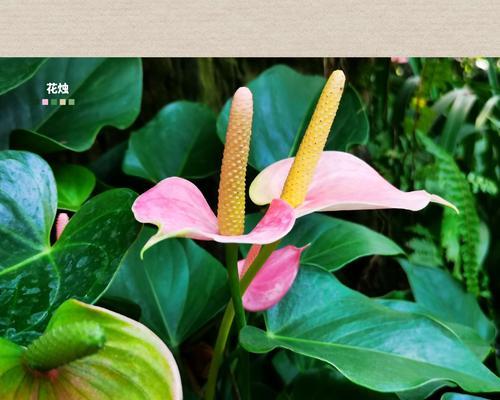 花烛如何养护(打造更旺盛的花烛)