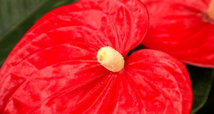 花烛如何养护（打造更旺盛的花烛）