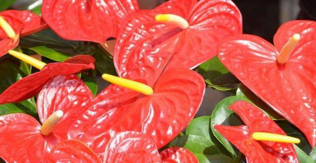 花烛如何养护（打造更旺盛的花烛）