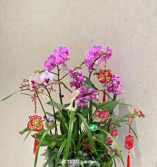 蝴蝶兰花语与传说故事（蝴蝶兰）