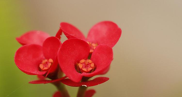 虎刺梅花的寓意与象征意义（以虎刺梅花为例，探究植物在文化中的象征意义）