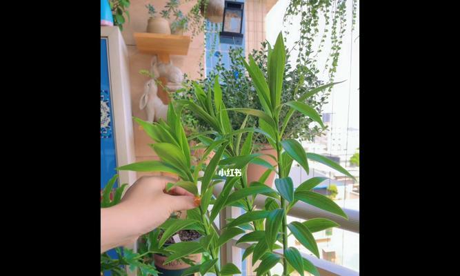 百合花的种植和管理（从选地到施肥，一步步教你打造美丽的花园）