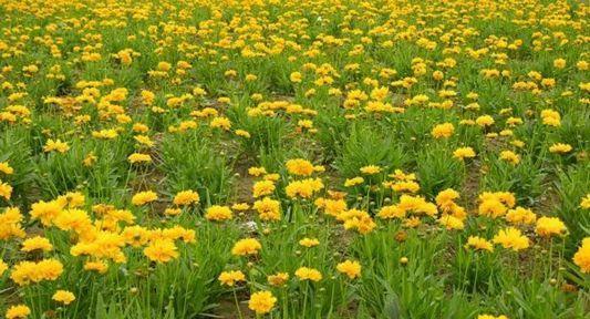 虎尾草之花语（探索虎尾草的花语，揭示其美丽背后的含义）