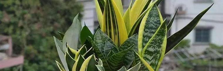 虎尾兰花语（探秘虎尾兰的花语及其寓意）