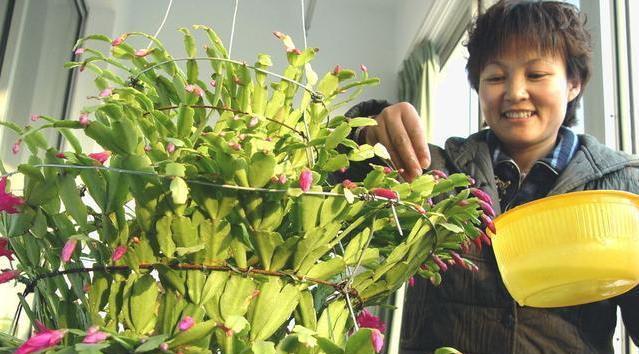 揭秘蟹爪兰为什么不开花的原因（探究蟹爪兰生长环境、缺肥、病虫害等原因）