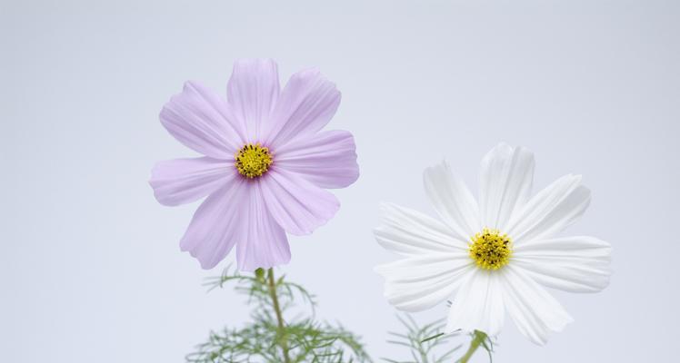 花卉分类的意义及方法（探索植物世界的奇妙之旅）