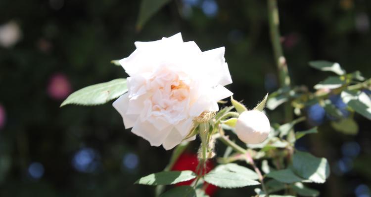 白色蔷薇花的特点和魅力（探究白色蔷薇花的花形、花语、栽培和赏析）
