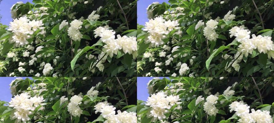 白色蔷薇花的特点和魅力（探究白色蔷薇花的花形、花语、栽培和赏析）