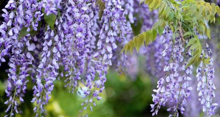 花开花落，情殇无语（用花语演绎的虐心故事）