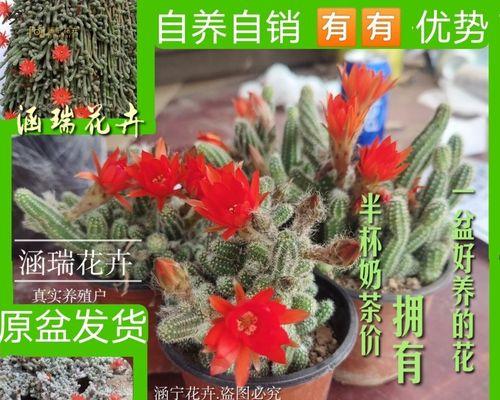 如何培养开花的毛毛虫花（步骤详解，让您的花园充满色彩）