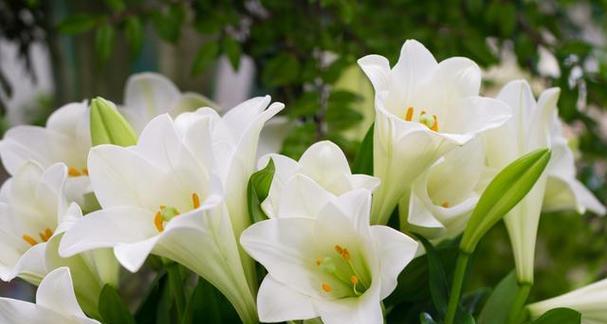 《春天花的花语大全，让花香与希望绽放》（感受春天花朵的美丽与寓意，让花语传递无尽的温暖和喜悦）