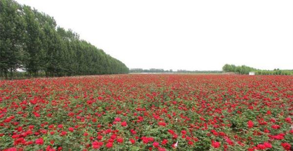 玫瑰花的种植与护理（了解玫瑰的品种、选择种植地、施肥、浇水及病虫防治方法）