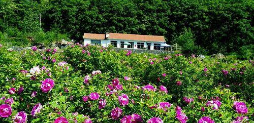 玫瑰花的种植与护理（了解玫瑰的品种、选择种植地、施肥、浇水及病虫防治方法）