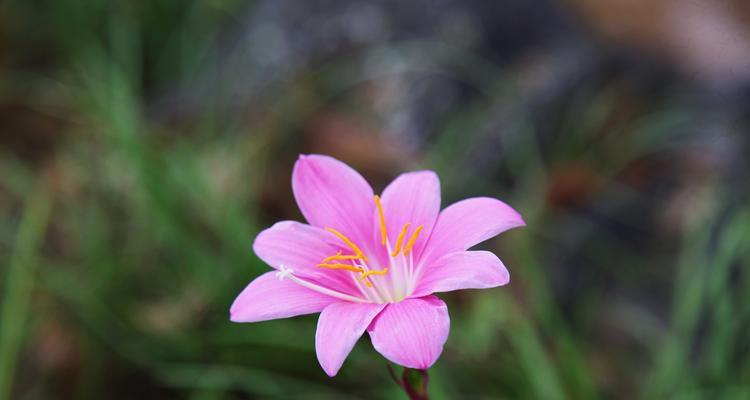 花语大全（探寻花的花语中的坚强主题）
