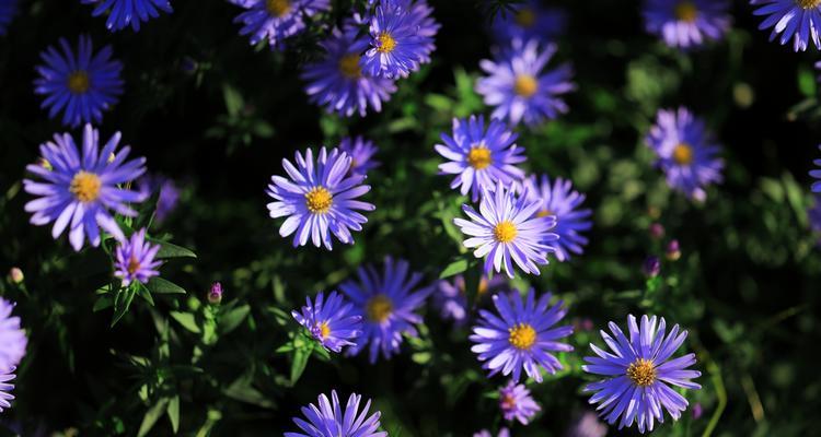 花开谎言，花落欺骗（花语之谜与人心之诡）