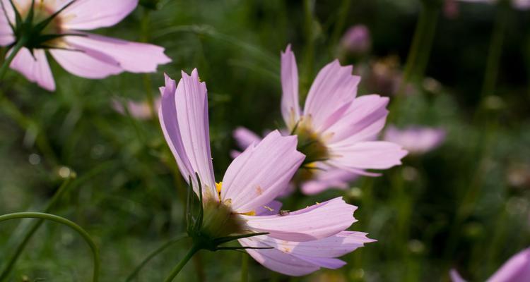 花语之美（探寻花的秘密和情感的表达）