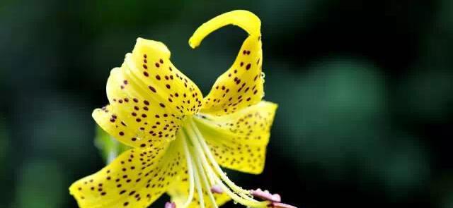 黄百合花语与生活的美好（花开花落间，绽放心灵之美）