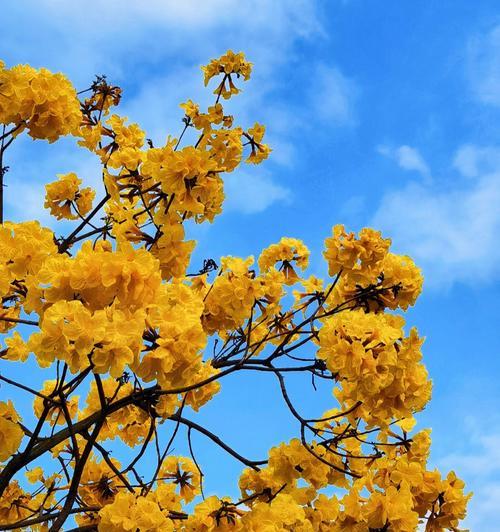 黄风铃花的花语——美丽与希望（探寻黄风铃花背后的寓意和象征）