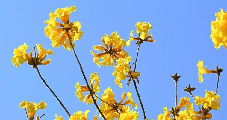 黄风铃花的花语——美丽与希望（探寻黄风铃花背后的寓意和象征）
