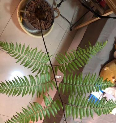 金毛狗蕨类植物的养护指南（让你的家中绿意盎然，从这里开始）