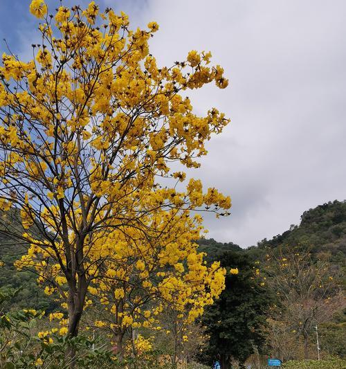 黄花风铃木的寓意与象征意义（以花开的喜悦与生命的坚韧）