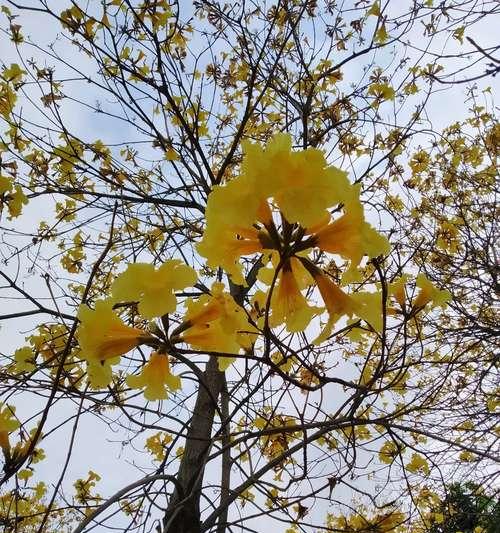 黄花风铃木的寓意与象征意义（以花开的喜悦与生命的坚韧）