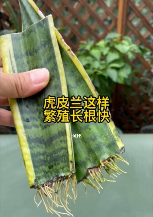 虎皮兰的栽培与繁殖（打造绿色家居，助你轻松掌握虎皮兰养护技巧）