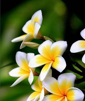 印度国花——睡莲（印度国花的由来及特点）