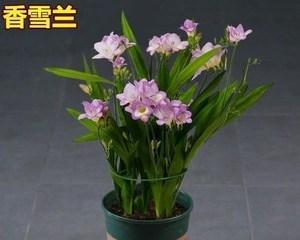 香雪兰开花时间及品种特点（探秘香雪兰的花期与生长特点，了解多样化的品种魅力）