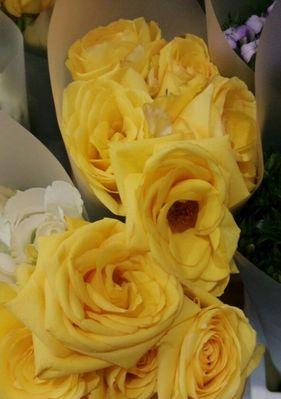 黄玫瑰的花语与意义（探索黄玫瑰所代表的花语及其魅力）