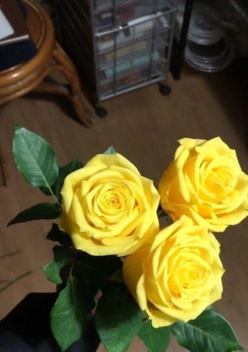 黄玫瑰的含义与象征——探寻花语中的阳光与温暖（解读黄玫瑰所传递的丰富情感和意义）