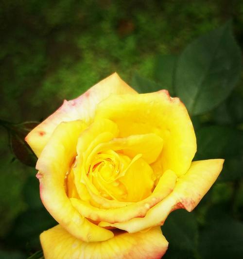19朵黄玫瑰的象征意义与深刻寓意（一束花中蕴含的情感和祝福，19朵黄玫瑰的秘密）