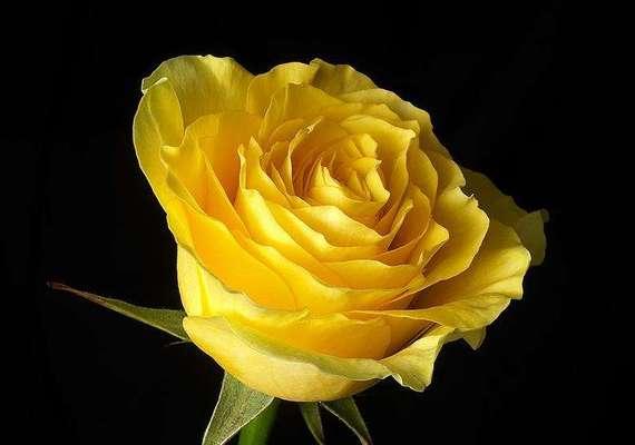 19朵黄玫瑰的象征意义与深刻寓意（一束花中蕴含的情感和祝福，19朵黄玫瑰的秘密）