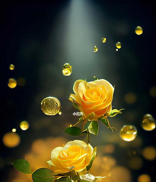 黄玫瑰的象征意义与美丽之谜（探索黄玫瑰独特的寓意和迷人魅力）