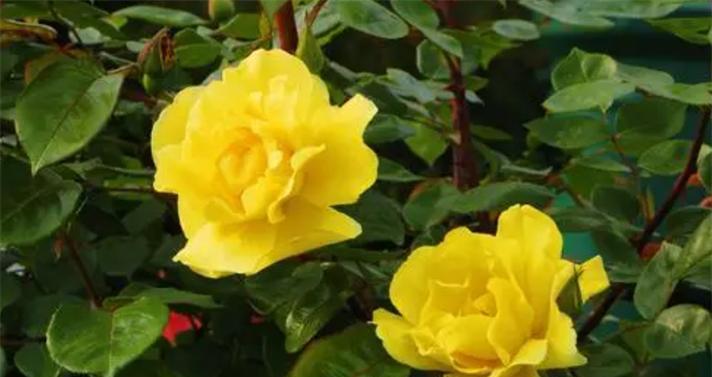 黄玫瑰花语的意义与传达方式（揭示黄玫瑰所代表的情感和心意）