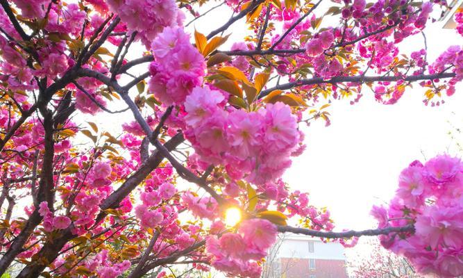 迎春花开，春天之美（赏花漫步，为心灵添彩）