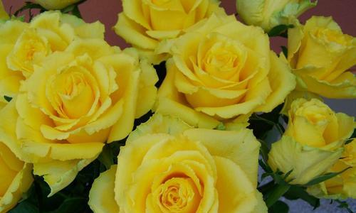 黄玫瑰花的深刻寓意（探索黄玫瑰花的情感象征与历史文化）