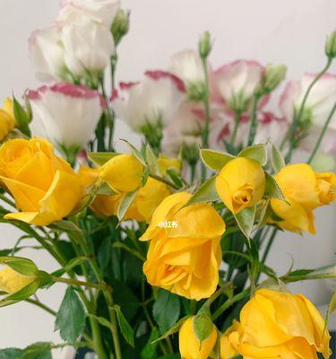黄玫瑰花的寓意及象征意义（探寻黄玫瑰花的深层内涵）